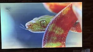 LG Oled 55C8LLA 55 Zoll Fernseher Bild 4