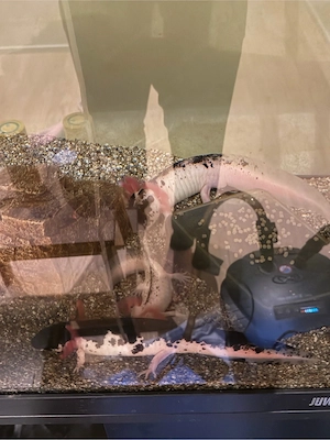 Verschenken 3 Axolotl in gute Hände  Bild 2