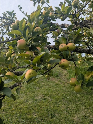 Äpfel selber pflücken - zum Mosten Bild 4