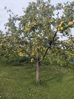 Äpfel selber pflücken - zum Mosten Bild 5