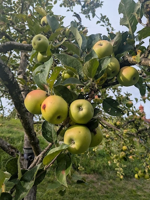 Äpfel selber pflücken - zum Mosten Bild 2