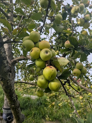 Äpfel selber pflücken - zum Mosten Bild 3