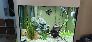 Aquarium zu verschenken  Bild 2