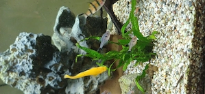 Aquarium zu verschenken  Bild 5