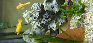 Aquarium zu verschenken  Bild 4