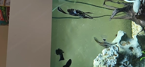 Aquarium zu verschenken  Bild 3