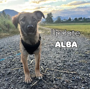 Alba - eine neugierige Welpendame