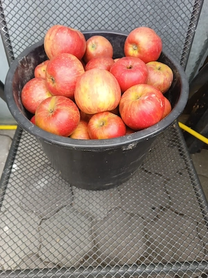 Lager Äpfel, Kochäpfel  Bild 2