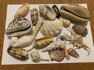 Meeresschnecken, Muscheln zu verschenken!