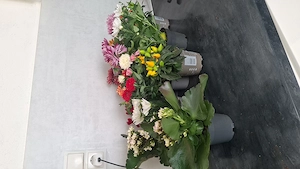 Blumen mit Topf Stückpreis