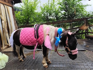Mini Shetlandpony zur Verfügung  Bild 3