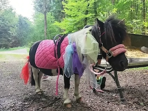 Mini Shetlandpony zur Verfügung  Bild 2