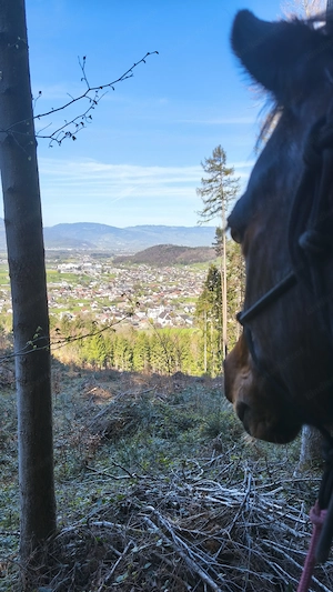 Reitbeteiligung gesucht  Bild 2