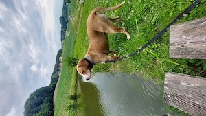 Bosko - NOTFALL Österreich Bild 2