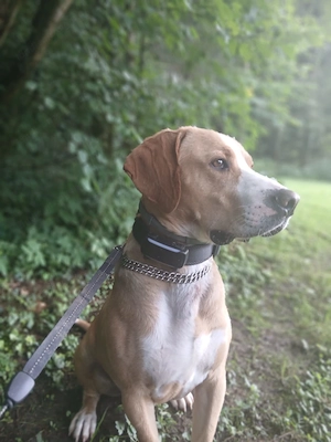 Bosko - NOTFALL Österreich Bild 4