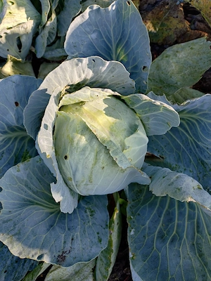 Krautkopf für Sauerkraut 12Stk. Bild 2