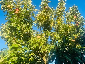 Suche Hilfe im Garten