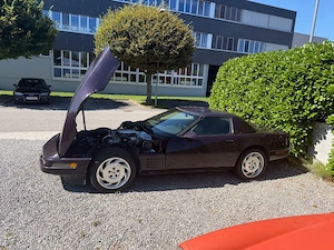 Ein wunderschönes Exemplar Bild 2