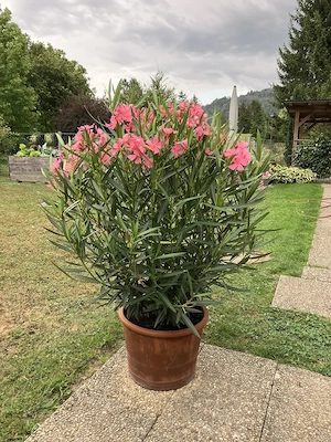 Oleander Höhe 150cm
