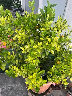 Wunderschöner Kumquatbaum  Bild 2