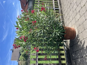 Oleander rot Höhe 150cm 