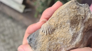 Fossilstein zu verkaufen 