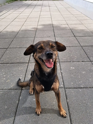 Finn - zurückhaltend, lernfreudig und voller Liebe Bild 3