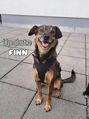 Finn - zurückhaltend, lernfreudig und voller Liebe