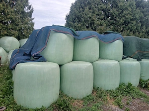 Maisballen Ernte 2025 Bild 2