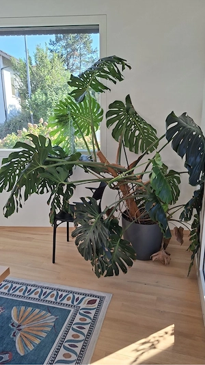 Pflanze (Monstera)  Bild 3