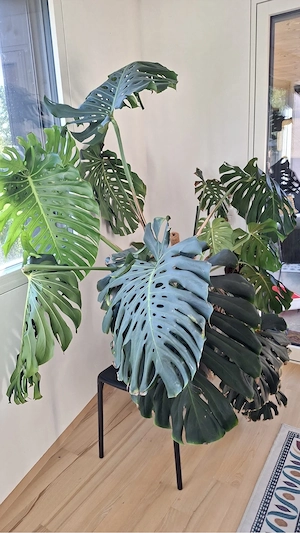 Pflanze (Monstera)  Bild 2