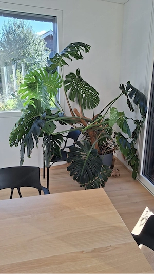 Pflanze (Monstera) 