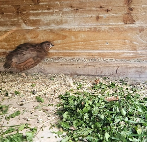 Wachtelmännchen  Bild 2