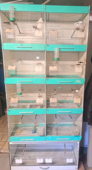 Vögel zucht ausstellung Käfig !e 
