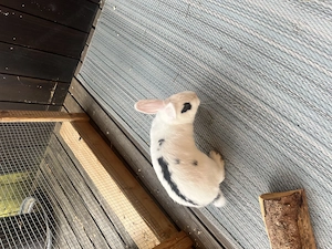Zwei Hasen suchen ein neues Zuhause Bild 2
