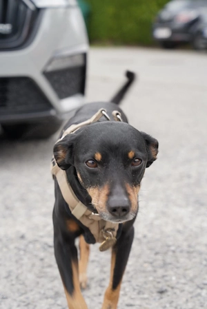Hund zu vergeben Bild 2