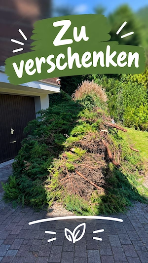 Zypressen Heckenschnitt Bild 3