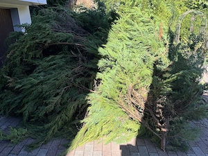 Zypressen Heckenschnitt Bild 2