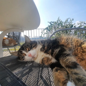 Jungkatze gesucht