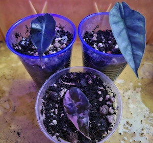Alocasia Babypflanzen Bild 2