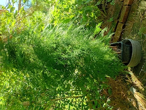 Farn-Spargel, Asparagus plumosus 170cm hoch Bild 4
