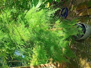 Farn-Spargel, Asparagus plumosus 170cm hoch Bild 2