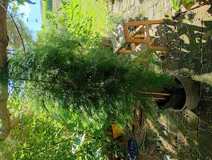 Farn-Spargel, Asparagus plumosus 170cm hoch Bild 5