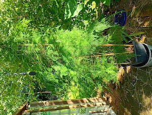 Farn-Spargel, Asparagus plumosus 170cm hoch Bild 3