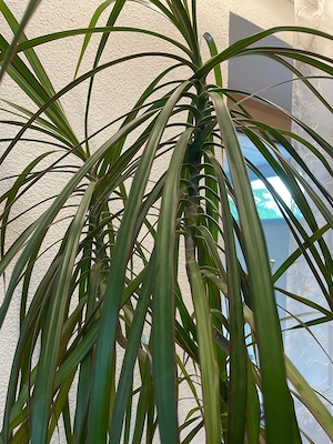 Zimmerpflanze kl palme Bild 3