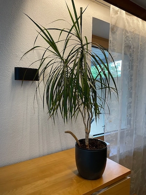 Zimmerpflanze kl palme Bild 2