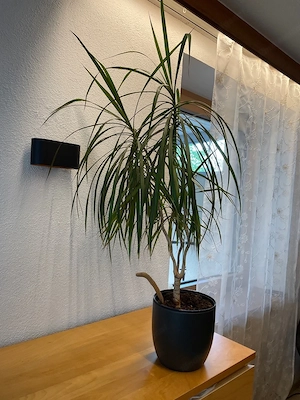 Zimmerpflanze kl palme Bild 4