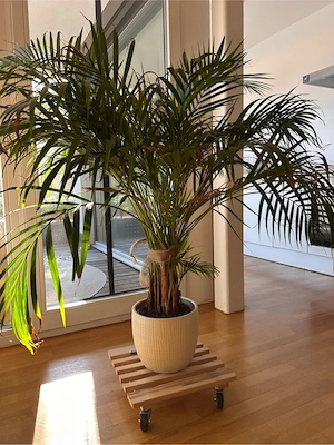 Palme zu verkaufen  Bild 2
