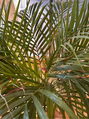 Palme zu verkaufen  Bild 5