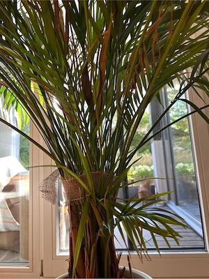 Palme zu verkaufen  Bild 3